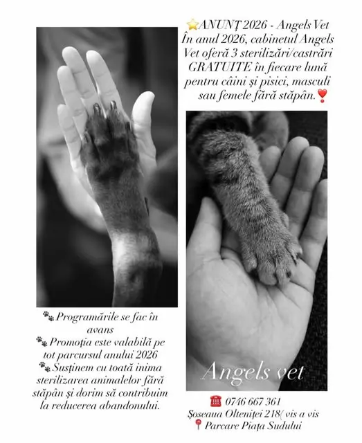 Angels Vet consultatie veterinara pisica Sphynx Sector 4 Bucuresti - sursa Angels Vet