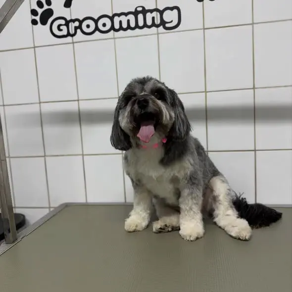 Angels Vet frizerie canina grooming - tuns caine Sector 4 Bucuresti - sursa Angels Vet