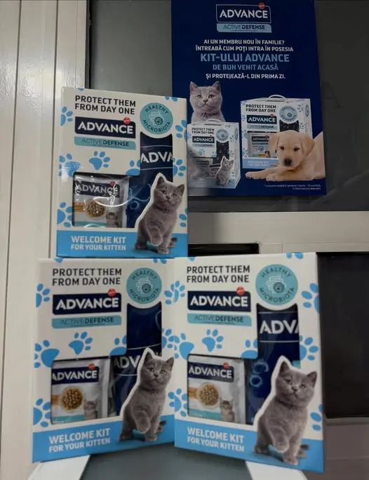 Angels Vet anunt 2026 - 3 sterilizari castrari gratuite lunar pentru animale fara stapan Sector 4 Bucuresti - sursa Angels Vet