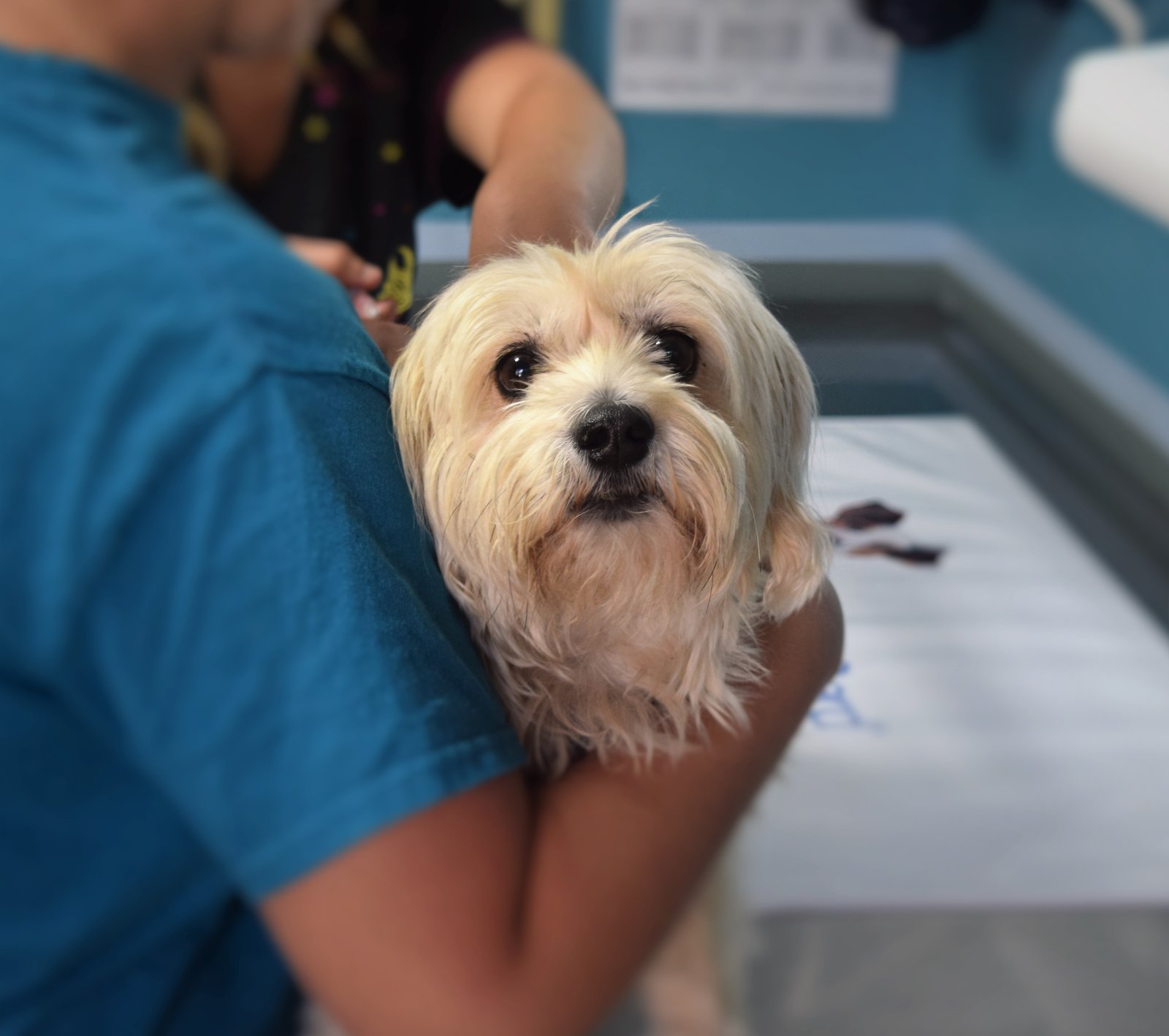 Vaccinare caine pisica Bucuresti - consultatie veterinara cabinet vaccin anual