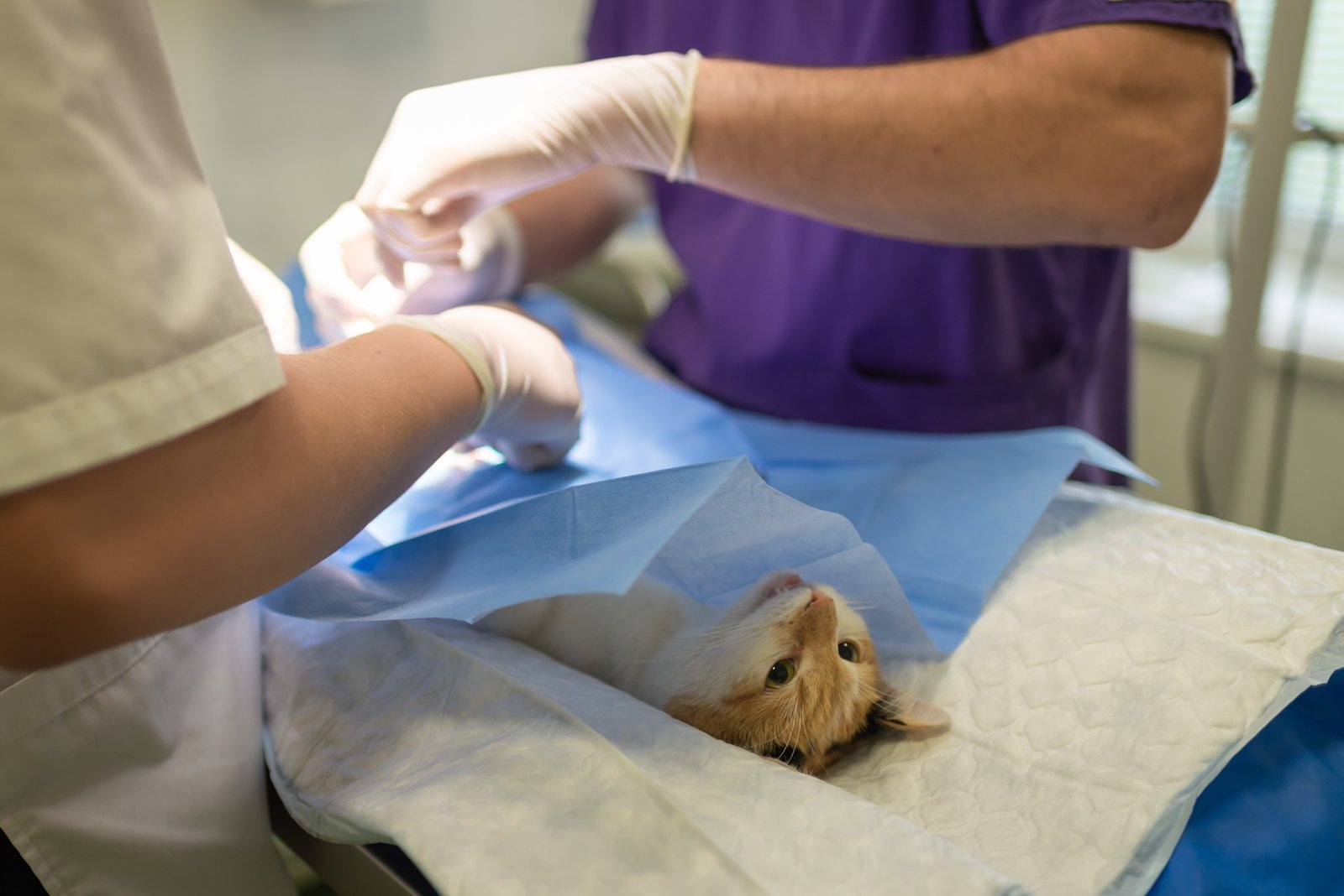 Vaccinare pisica cabinet veterinar Sector 4 Bucuresti - echipa medicala pregateste vaccin